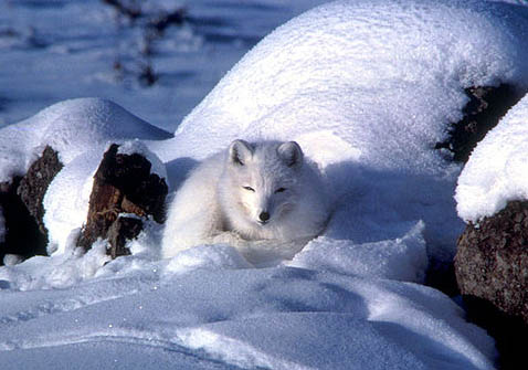 Arctic Fox