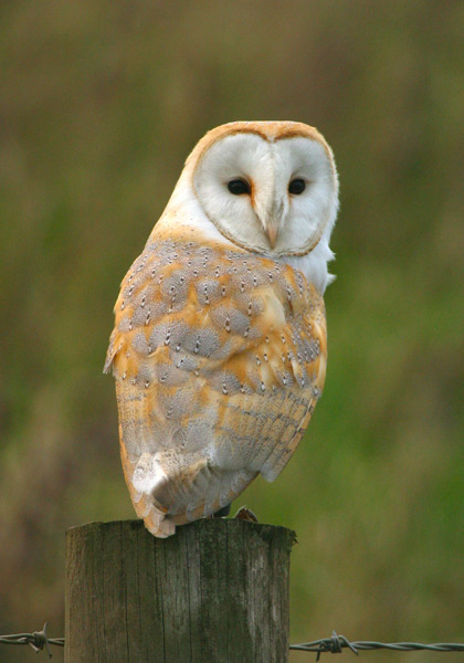 Barn Owl