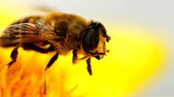 bee