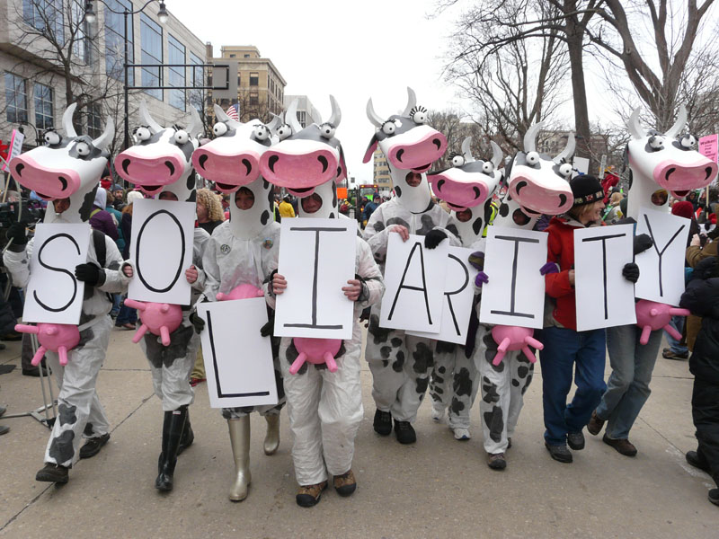 Dancing Solidarity Cows