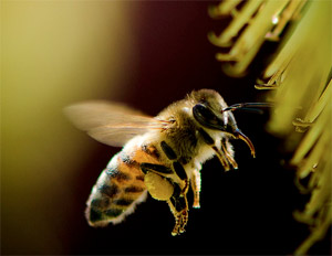 Honeybee flying