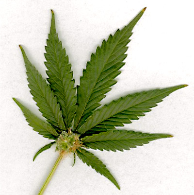 Marijuana leaf