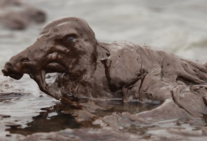 Oiled bird on gulf coast