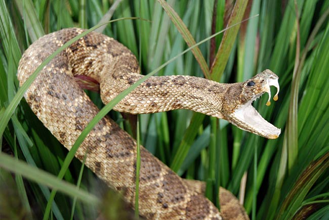 snake with fangs