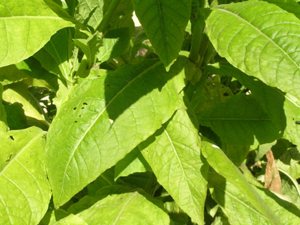 Tobacco leaves