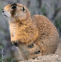 White-tailed prairie dog